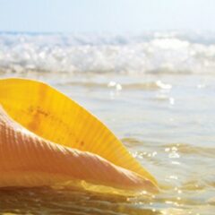 Relaxez-vous dans la chaleur des Caraïbes en novembre 2012 et janvier 2013 avec les croisières Regent.